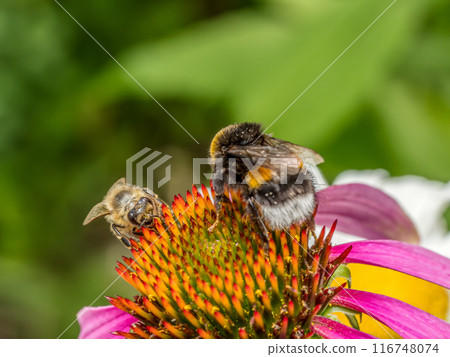 Bumblebee and honeybee pollinating echinacea flowers 116748074