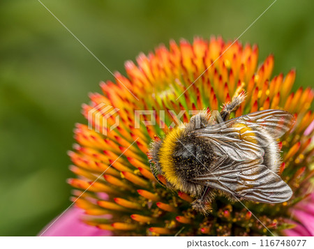 A bumblebee pollinating echinacea flowers 116748077