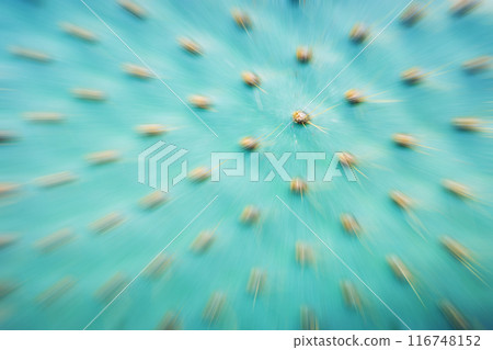 Zoom effect on close up photo of a cactus pad, abstract background. 116748152