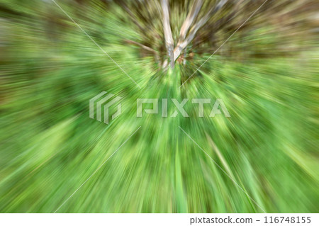 Motion blurred photo of a rain forest, abstract background. 116748155