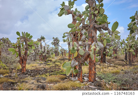 Landscape with Galapagos Giant Cactus, Galapagos Islands, Ecuador. Landscape with Galapagos Giant Cactus, Galapagos Islands, Ecuador. 116748163