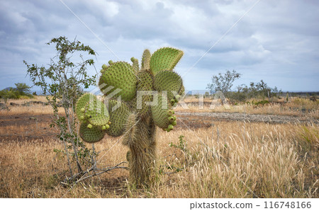 Galapagos Giant Cactus in Santa Cruz Island, Galapagos, Ecuador. 116748166