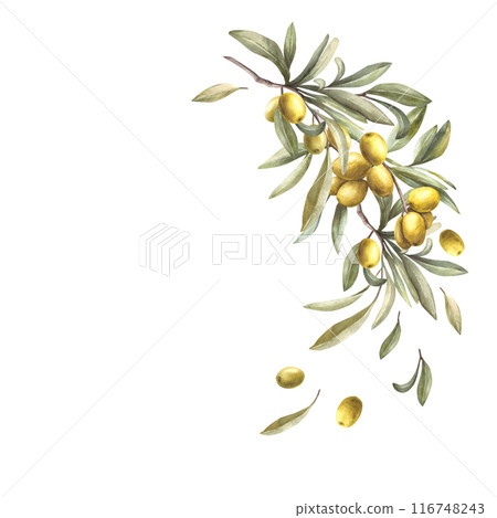 Olive tree branch. Watercolor twig with fruit berries and green leaves. Semicircular botanical hand drawn illustration. Nature round template, clipart for label, greeting cards on isolated background. Olive tree branch. Watercolor twig with fruit berries and green leaves. Semicircular botanical hand drawn illustration. Nature round template, clipart for label, greeting cards on isolated background. 116748243