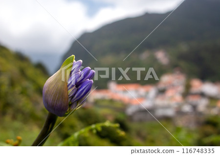 Agapanthus growing in the nature, Madeira, Portugal Agapanthus growing in the nature, Madeira, Portugal 116748335
