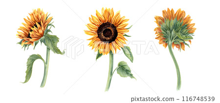 Single three sunflowers on stem. Field wild yellow flower with leaves. Floral elements for rustic decor. Watercolor illustration of bright plants. For cards, invitations, bouquet decoration 116748539