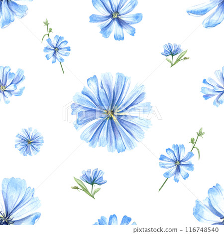 Blue chicory plant. Wild meadow flowers. Seamless pattern with flower heads. Cichorium herb. Delicate intybus. Watercolor floral illustration. For medical design, package, wedding decor 116748540