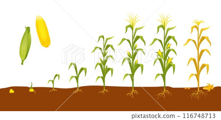 Corn plant growth. Agriculture planting and seedling, corns cobs step by step development. Gardening and farming process, neoteric vector scene Corn plant growth. Agriculture planting and seedling, corns cobs step by step development. Gardening and farming process, neoteric vector scene 116748713