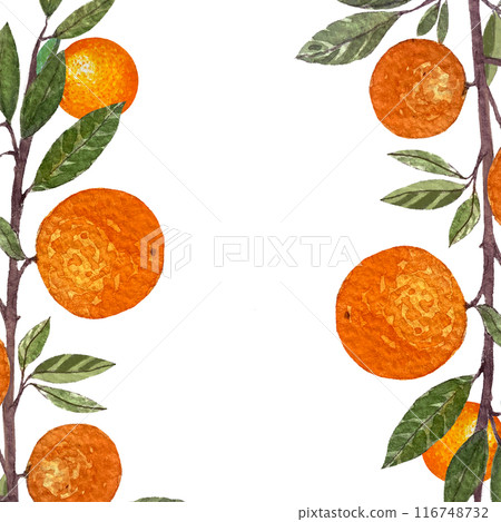 Orange fruit branch with leafs watercolor frame isolated on white background. High quality hand drawn art for food design, packages, restaurant menu, cards, natural organic food, label, logo and decor 116748732
