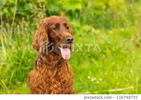 Beautiful Irish setter resting in the garden during summer. Brown dog breed Irish setter with his tongue hanging out outdoors in the park. 116748735