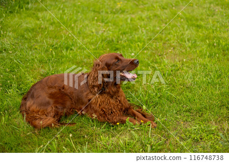 Beautiful Irish setter resting in the garden during summer. Brown dog breed Irish setter with his tongue hanging out outdoors in the park. Full body Beautiful Irish setter resting in the garden during summer. Brown dog breed Irish setter with his tongue hanging out outdoors in the park. Full body 116748738
