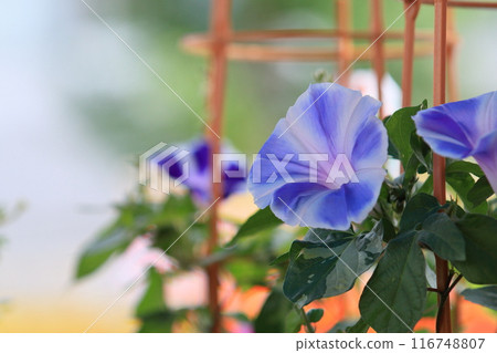 Large Morning Glories at the Iriya Morning Glories Market, a Tokyo summer tradition 116748807