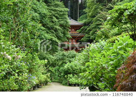 Rain-soaked Iwafuneji Temple in Kizugawa City 116748840