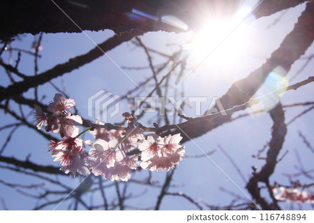 sakura, cherry blossom, cherry tree 116748894