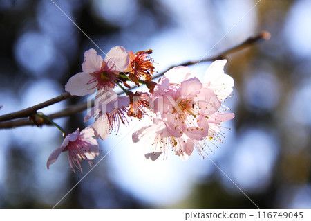 cherry blossom, cherry tree, bloom 116749045