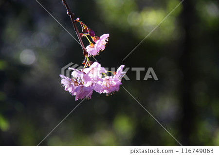 櫻花 櫻 賞櫻 116749063