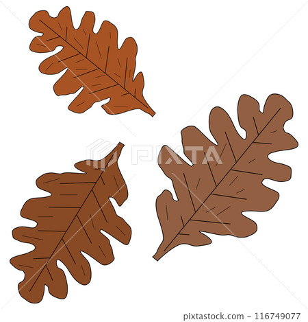 Oak leaves, fall Oak leaves, fall 116749077