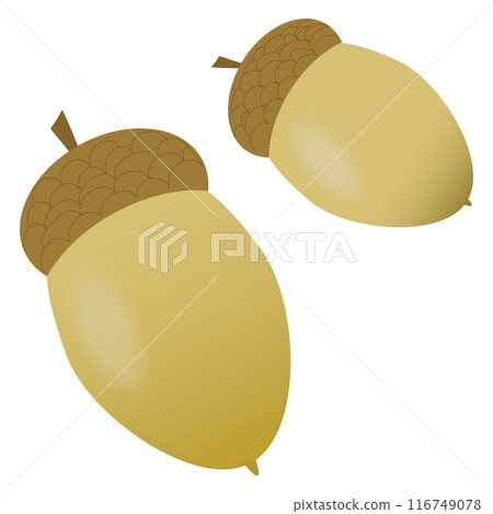 Two acorns from an oak, fall Two acorns from an oak, fall 116749078