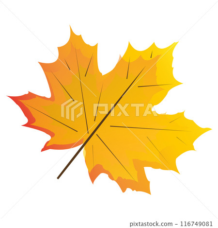 Maple leaf, fall Maple leaf, fall 116749081