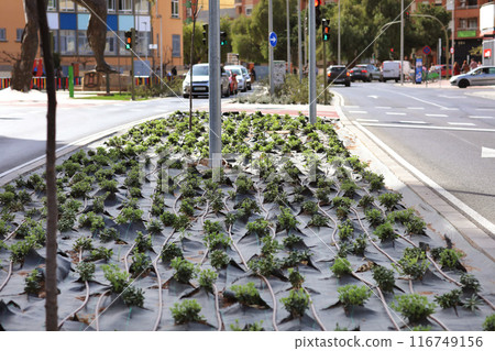City landscaping. Ornamental flowerbed with automatic irrigation system with plastic pipes outdoors at street. Green plants grow on black geotextile on soil. Concept of gardening and spring planting 116749156