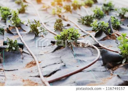 Automatic garden irrigation system with plastic pipes outdoors at garden. Green plants grows on black geotextile on soil. Concept of gardening, landscaping and spring planting. Sunshine 116749157