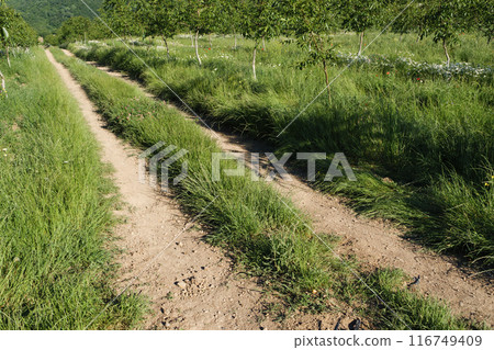 A sun-kissed path through the green fields A sun-kissed path through the green fields 116749409