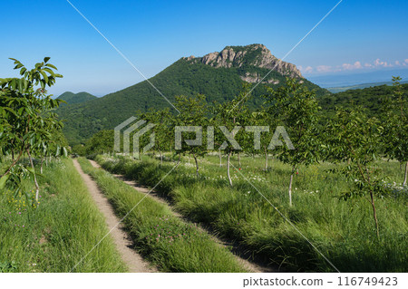 A serene path through a hillside orchard 116749423