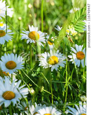 Summer daisies in a green summer field Summer daisies in a green summer field 116749447