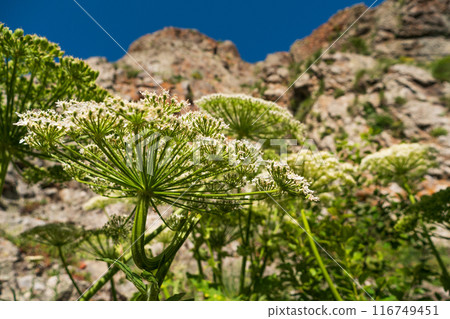 Hogweed plants in the rocky mountain landscape Hogweed plants in the rocky mountain landscape 116749451