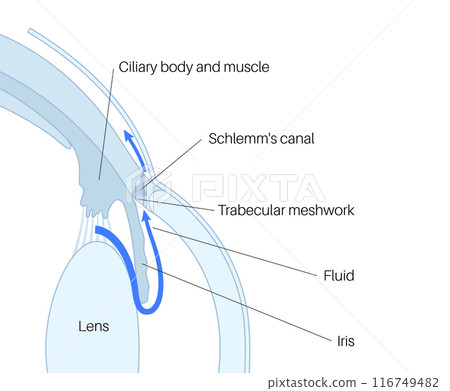 Fluids in the eye Fluids in the eye 116749482