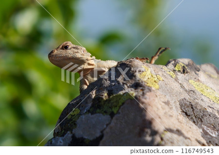 A lizard sits on a rock, its head peeking from behind the stone A lizard sits on a rock, its head peeking from behind the stone 116749543