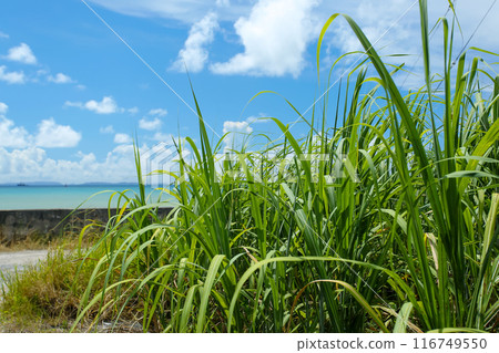Okinawa scenery: Sugarcane fields by the sea 116749550