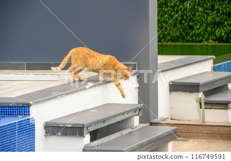 red cat walking near the pool 3 red cat walking near the pool 3 116749591