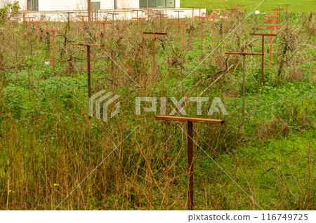 grapevine on supports in winter in Cyprus 1 grapevine on supports in winter in Cyprus 1 116749725