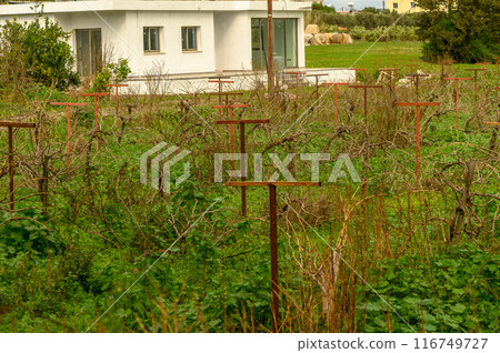 grapevine on supports in winter in Cyprus 2 116749727