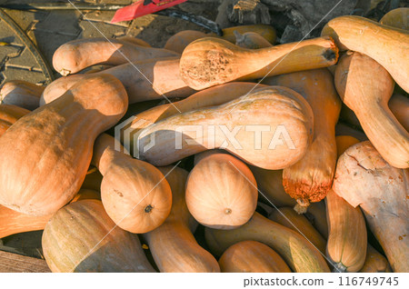 pumpkins at the local vegetable market in Cyprus 10 pumpkins at the local vegetable market in Cyprus 10 116749745