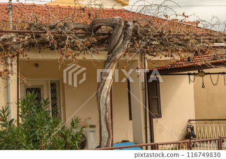 old grapevine near a house in the village 1 old grapevine near a house in the village 1 116749830