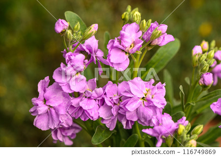 red tropical flowers in winter in cyprus 2 red tropical flowers in winter in cyprus 2 116749869