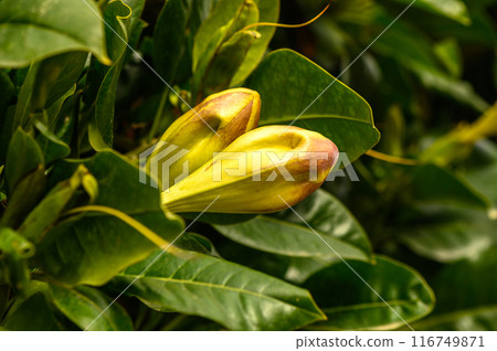 yellow tropical flowers in winter in cyprus 2 yellow tropical flowers in winter in cyprus 2 116749871