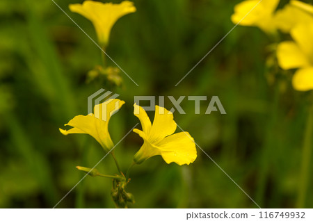 yellow wildflowers on a sunny winter day 2 116749932