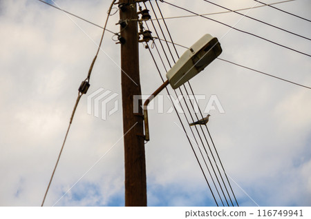 pigeon sitting on electric wires on a pole in the village 1 pigeon sitting on electric wires on a pole in the village 1 116749941