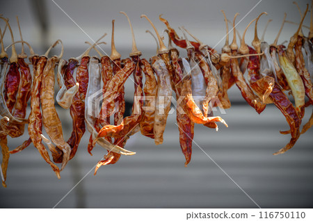 The photo showcases the beauty of a dried chili plant, emphasizing its resilience. 116750110