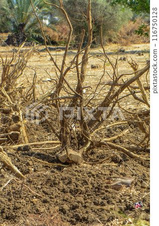 Gazeveren Cyprus 03.07.2024 - excavator uproots the roots of orange trees Gazeveren Cyprus 03.07.2024 - excavator uproots the roots of orange trees 116750128