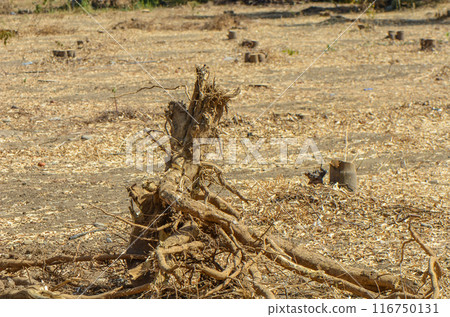 Gazeveren Cyprus 03.07.2024 - excavator uproots the roots of orange trees 116750131