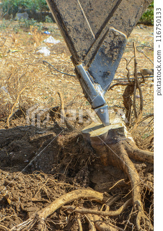 Gazeveren Cyprus 03.07.2024 - excavator uproots the roots of orange trees 116750133
