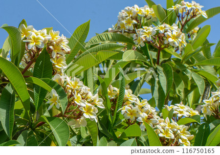 Plumeria or Paper flower on tree plant Plumeria or Paper flower on tree plant 116750165