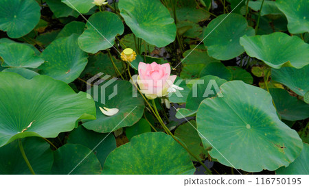 zen green lotus flower nature flower pond background garden petal bloom lotus flora beauty zen green lotus flower nature flower pond background garden petal bloom lotus flora beauty 116750195