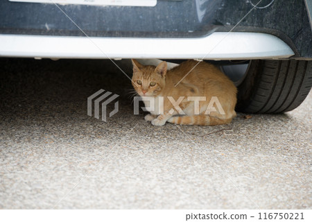 Cute orange european cat under a car 116750221