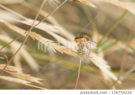 Close up of a colorful shieldbug, Codophila varia on a plant 116750226
