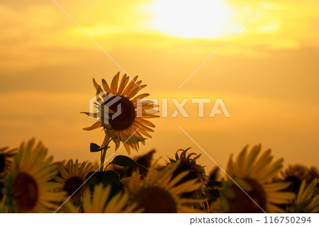 日落和向日葵 日落和向日葵 116750294