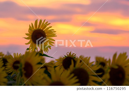 Sunset and sunflowers 116750295